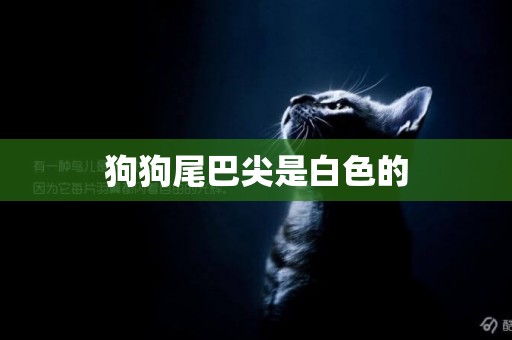 狗狗尾巴尖是白色的