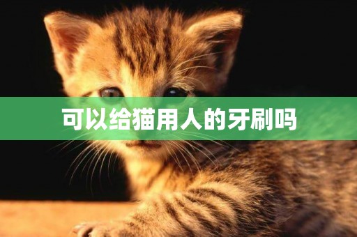 可以給貓用人的牙刷嗎