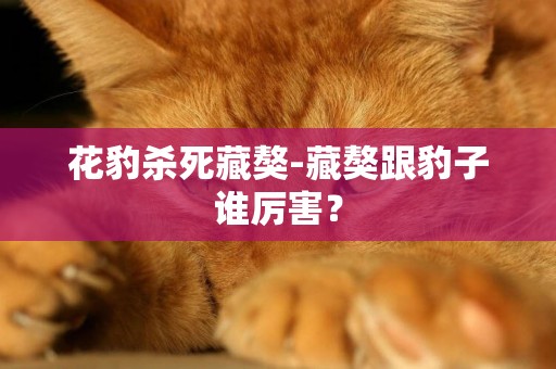 花豹殺死藏獒-藏獒跟豹子誰厲害？