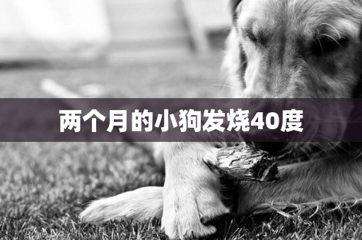 兩個月的小狗發燒40度