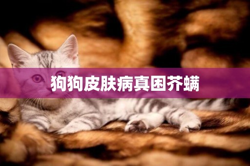 狗狗皮膚病真困芥螨