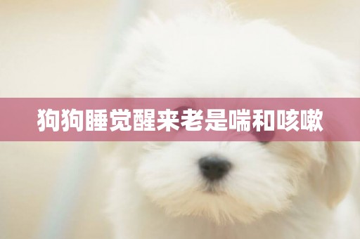 狗狗睡覺醒來老是喘和咳嗽
