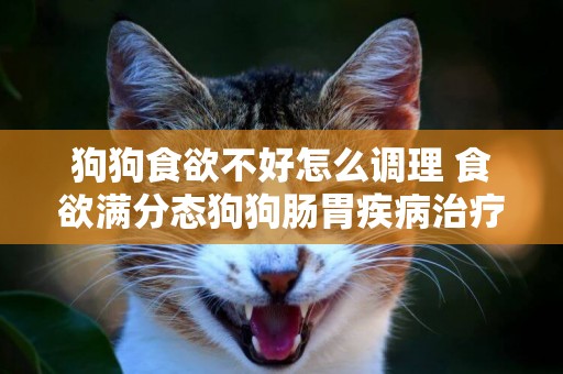 狗狗食欲不好怎么調理 食欲滿分態狗狗腸胃疾病治療寶典