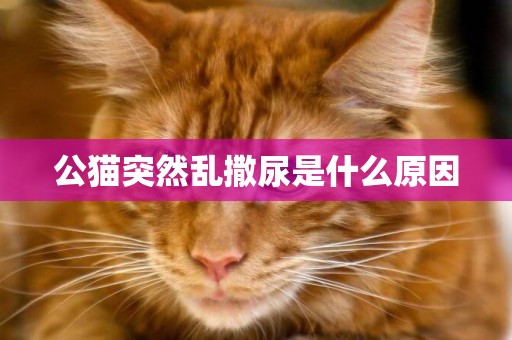 公貓突然亂撒尿是什么原因