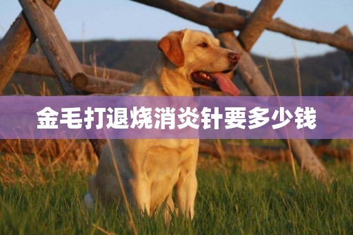 金毛打退燒消炎針要多少錢