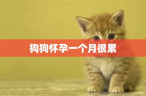 狗狗懷孕一個月很累