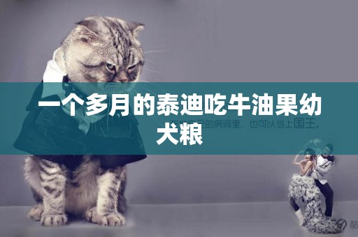 一個多月的泰迪吃牛油果幼犬糧