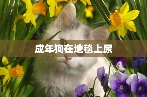 成年狗在地毯上尿