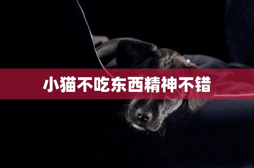 小貓不吃東西精神不錯