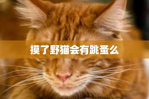 摸了野貓會有跳蚤么