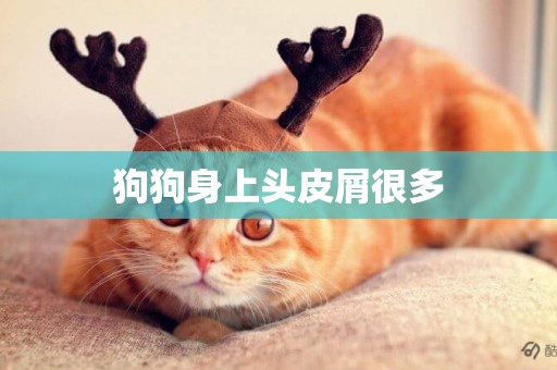 狗狗身上頭皮屑很多