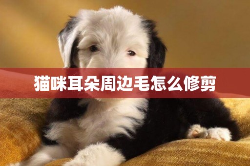 貓咪耳朵周邊毛怎么修剪