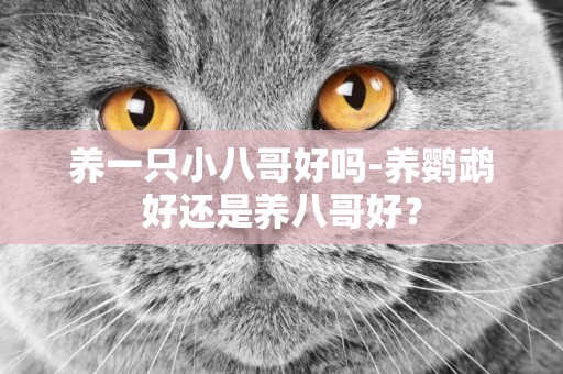 養一只小八哥好嗎-養鸚鵡好還是養八哥好？