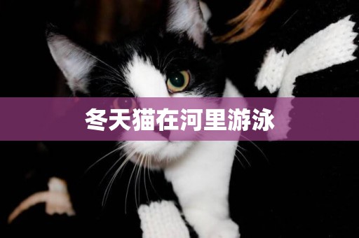 冬天貓在河里游泳