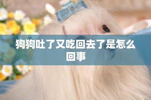 狗狗吐了又吃回去了是怎么回事