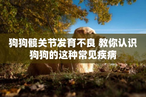 狗狗髖關節發育不良 教你認識狗狗的這種常見疾病