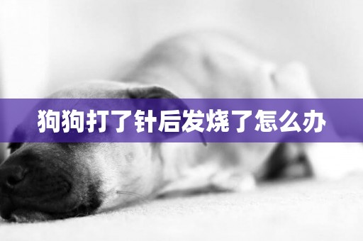 狗狗打了針后發燒了怎么辦