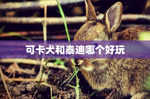 可卡犬和泰迪哪個好玩