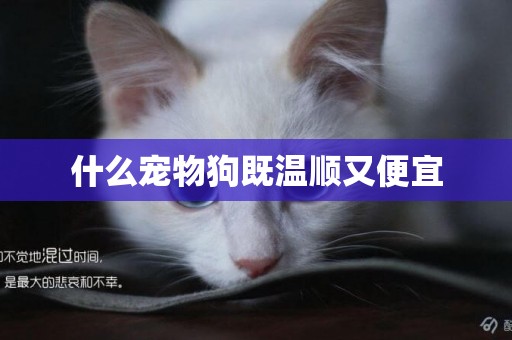 什么寵物狗既溫順又便宜