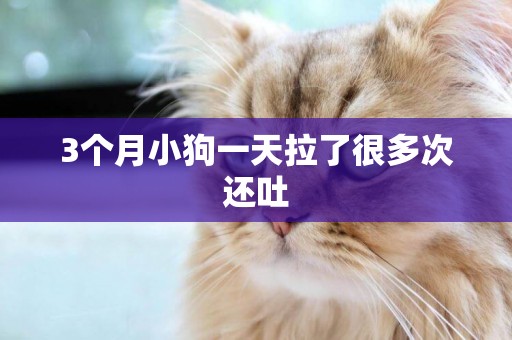 3個月小狗一天拉了很多次還吐