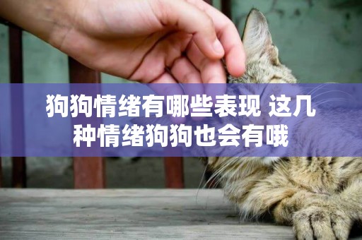 狗狗情緒有哪些表現 這幾種情緒狗狗也會有哦