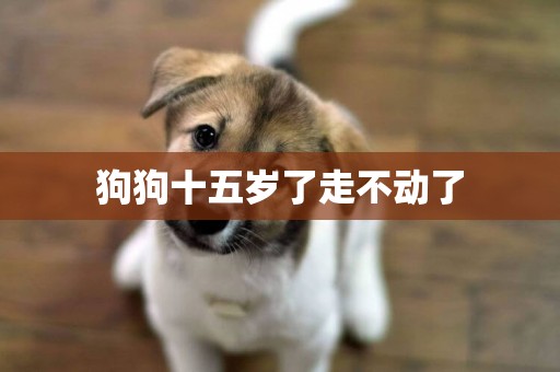 狗狗十五歲了走不動了