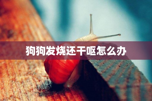 狗狗發燒還干嘔怎么辦