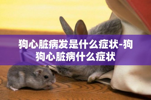 狗心臟病發是什么癥狀-狗狗心臟病什么癥狀