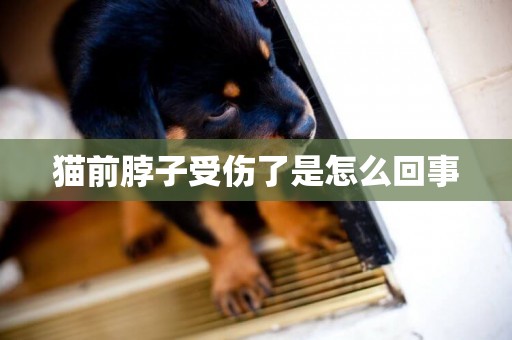 貓前脖子受傷了是怎么回事
