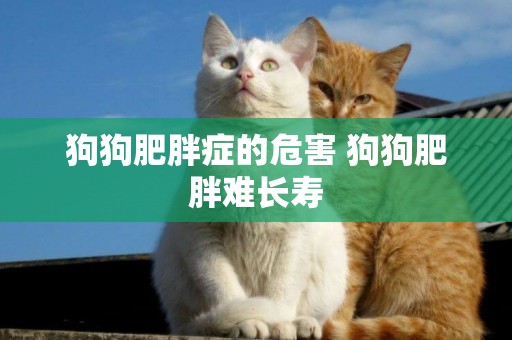 狗狗肥胖癥的危害 狗狗肥胖難長壽