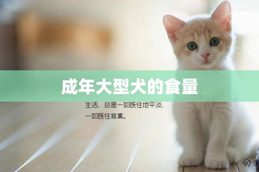 成年大型犬的食量