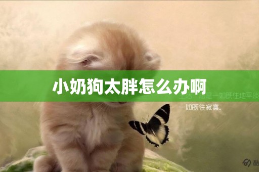 小奶狗太胖怎么辦啊