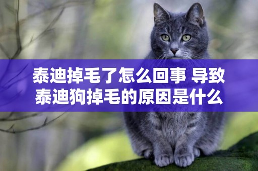 泰迪掉毛了怎么回事 導致泰迪狗掉毛的原因是什么