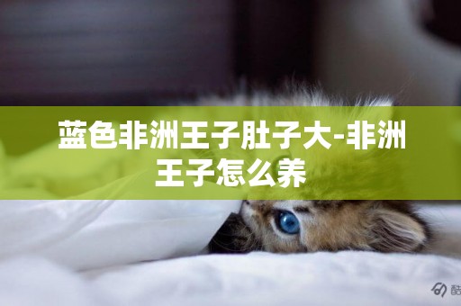 藍色非洲王子肚子大-非洲王子怎么養