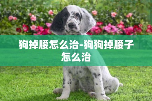 狗掉腰怎么治-狗狗掉腰子怎么治
