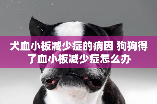犬血小板減少癥的病因 狗狗得了血小板減少癥怎么辦