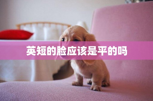 英短的臉應該是平的嗎