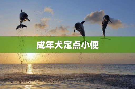 成年犬定點小便