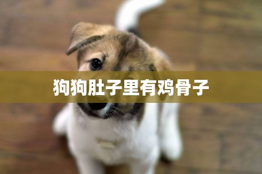 狗狗肚子里有雞骨子