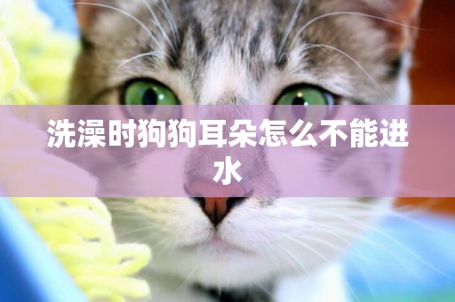洗澡時狗狗耳朵怎么不能進水