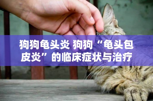 狗狗龜頭炎 狗狗“龜頭包皮炎”的臨床癥狀與治療