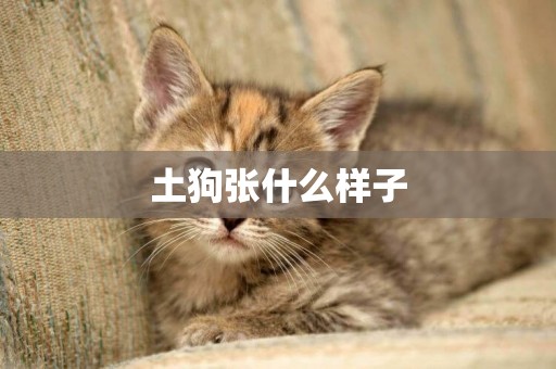 土狗張什么樣子