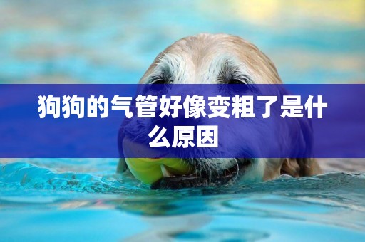 狗狗的氣管好像變粗了是什么原因