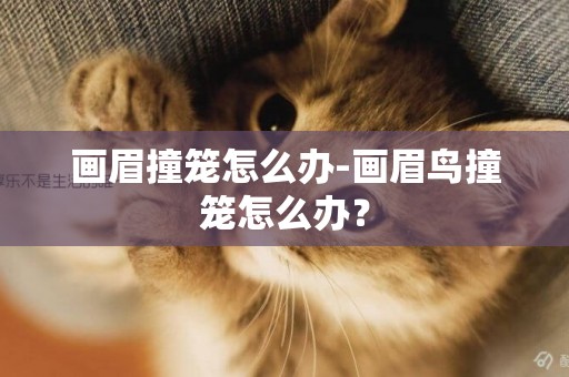 畫眉撞籠怎么辦-畫眉鳥撞籠怎么辦？
