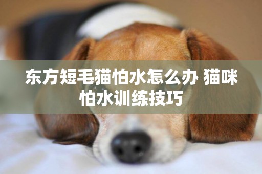 東方短毛貓怕水怎么辦 貓咪怕水訓練技巧