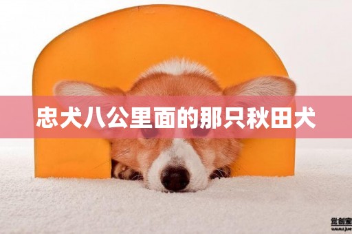 忠犬八公里面的那只秋田犬