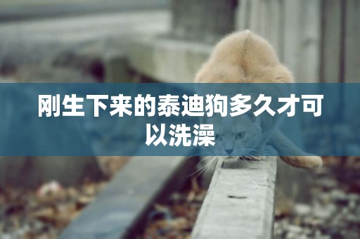 剛生下來的泰迪狗多久才可以洗澡