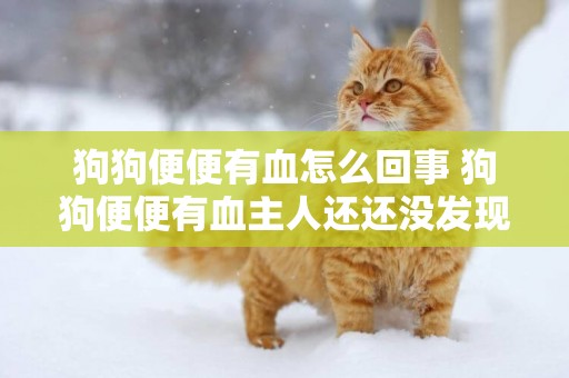 狗狗便便有血怎么回事 狗狗便便有血主人還還沒發現嗎