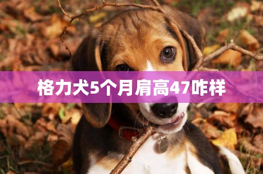 格力犬5個月肩高47咋樣