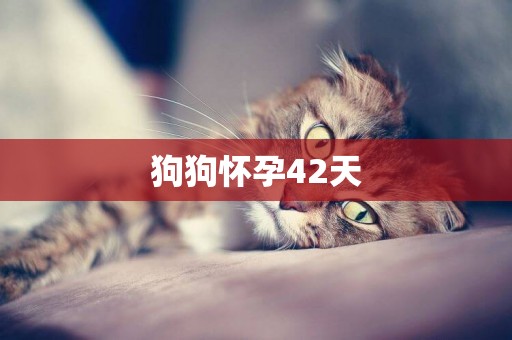 狗狗懷孕42天
